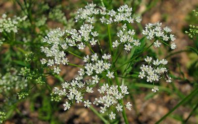 Las propiedades terapéuticas del anís verde