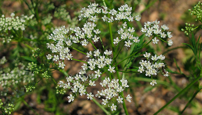 Fotografía para artículo sobre las propiedades medicinales del anís verde, para el blog de topfarma.