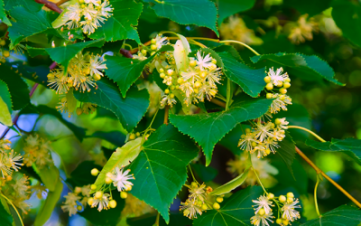 ¿Qué propiedades medicinales posee la tila?
